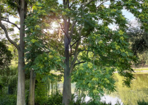 Götterbäume am Ufer des Lietzensees