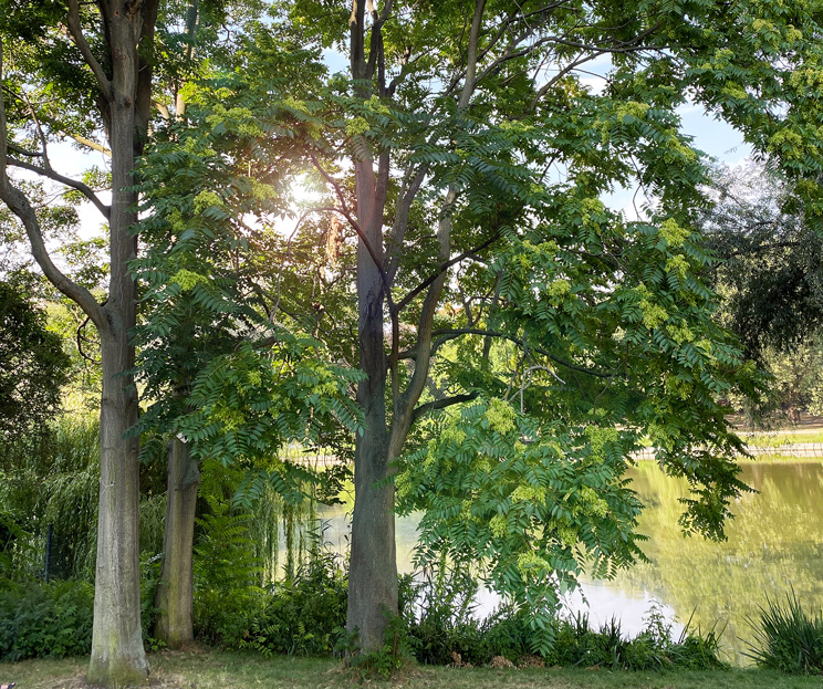 Götterbäume am Ufer des Lietzensees