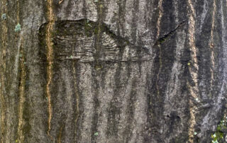 Borke eine Hainbuche