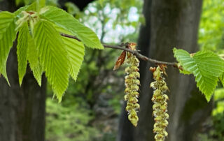 junge Blätter und Kätzchen einer Hainbuche am Baum