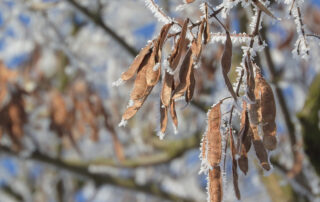 trockene Schoten einer Robinie im Winter