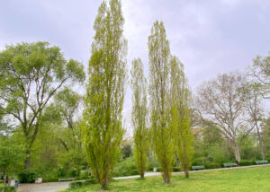 Säulenpappeln im Lietztenseepark im Frühling