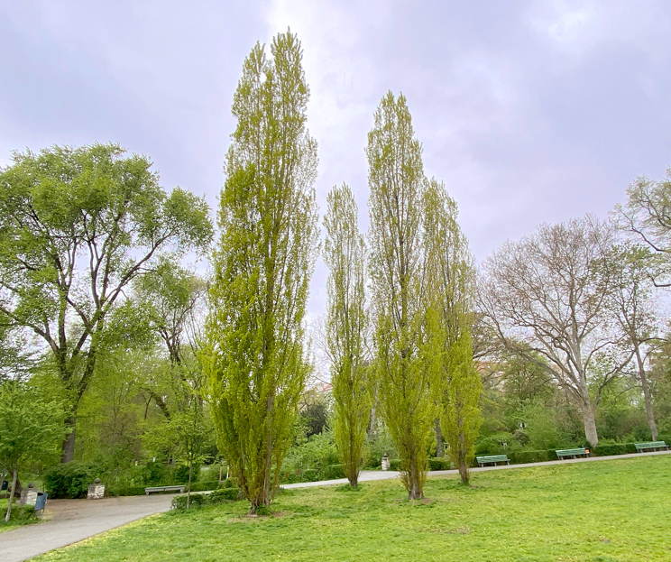 Säulenpappeln im Lietztenseepark im Frühling