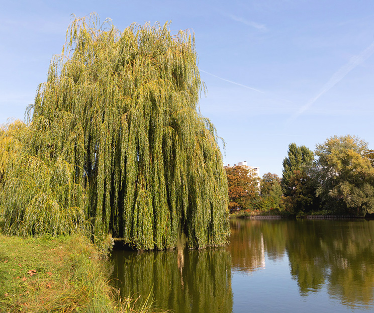 Trauerweide am Lietzenseeufer im Herbst