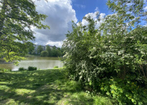 Weißdorn am Ufer des Lietzensees im Frühling