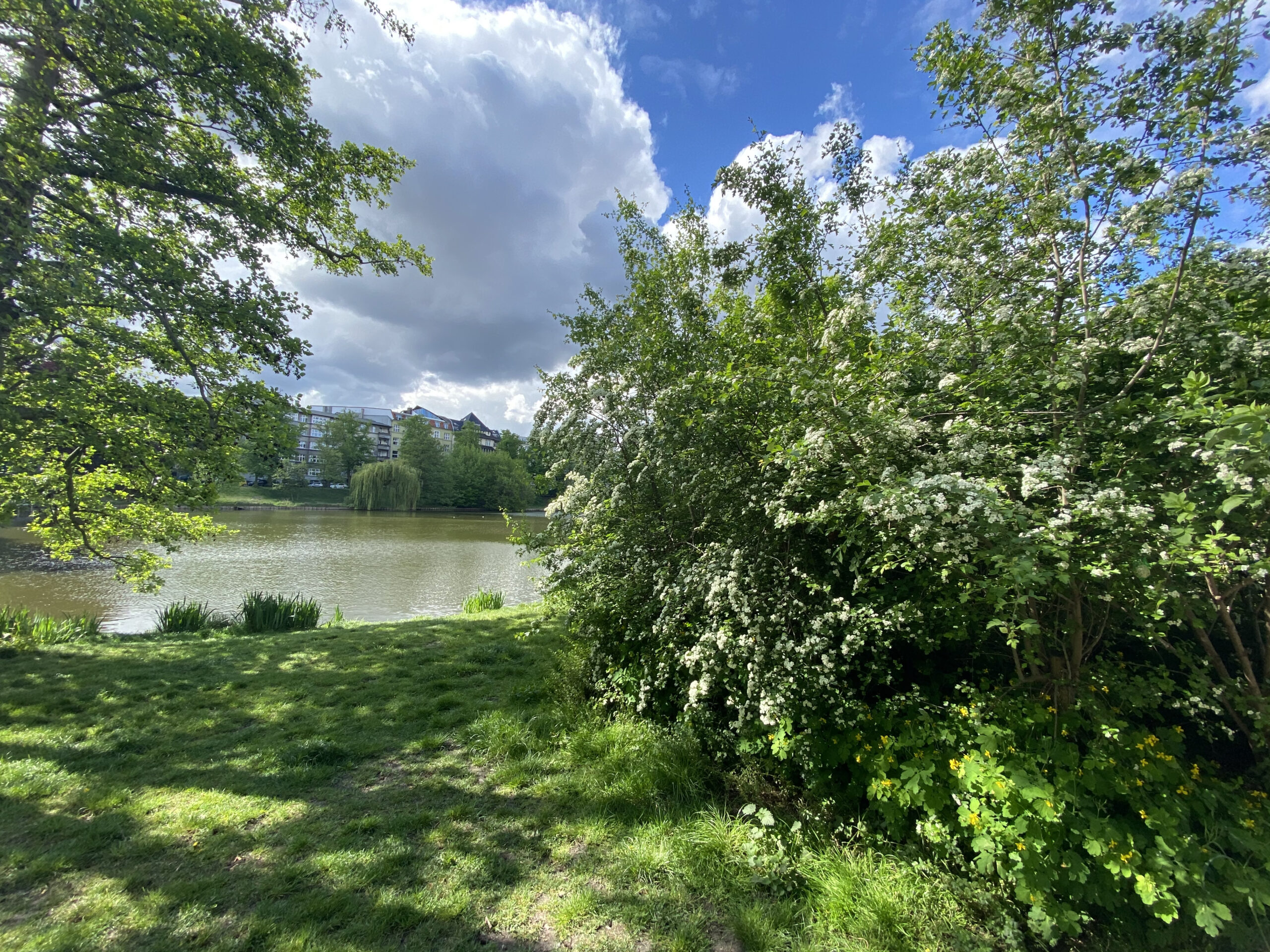 Weißdorn am Ufer des Lietzensees im Frühling