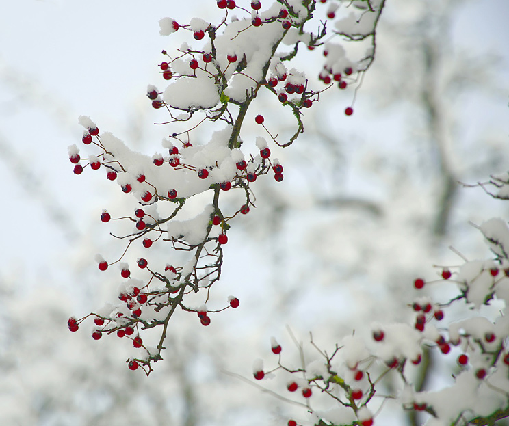 Früchte eines Weißdorn im Schnee im Winter