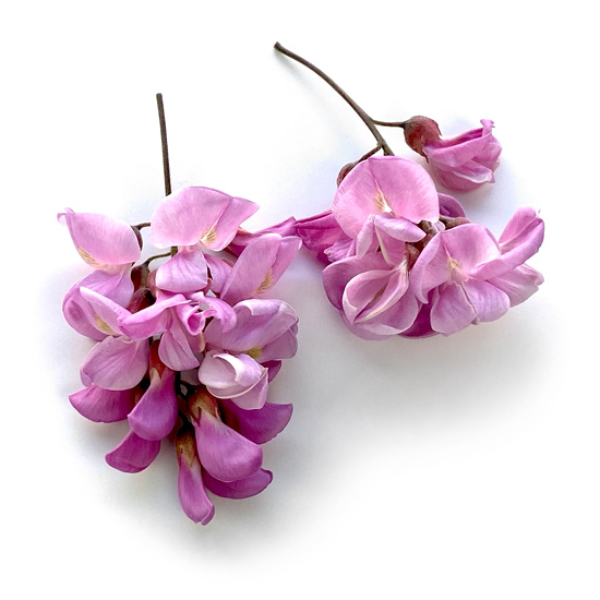 Rosarote Blüten einer Züchtung der Robinie