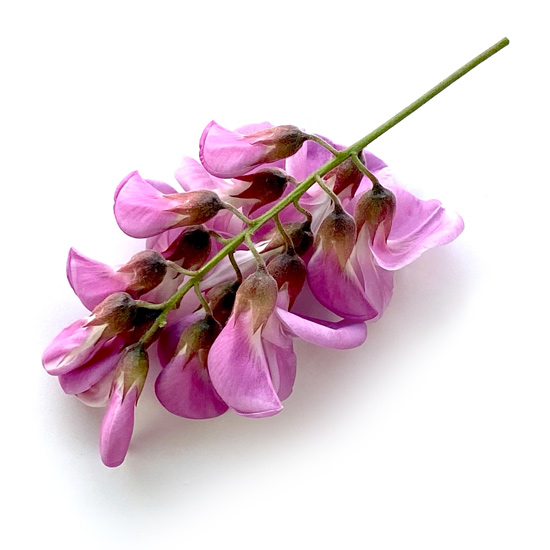 Rosarote Blüten einer Züchtung der Robinie