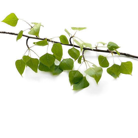 Zweig einer Schwarzpappel mit jungen Blättern im Frühling