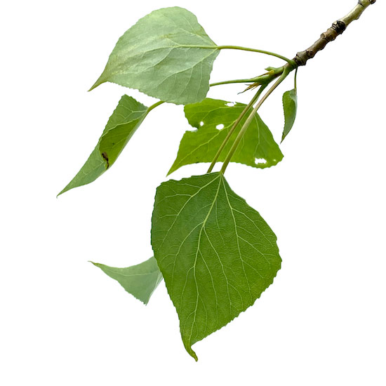 Blätter einer Schwarzpappel am Zweig im Frühling