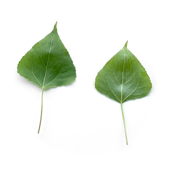 Vorder- und Rückseite der Blätter einer Schwarzpappel im Frühling