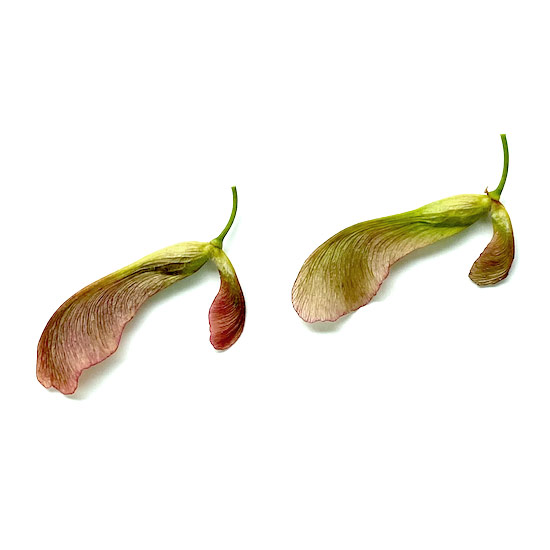 junge Früchte eines Silberahorn