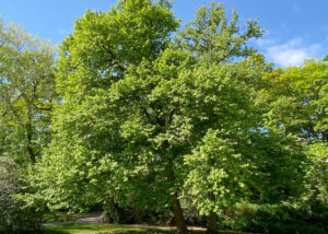 Ansicht einer Baumhasel im Frühling