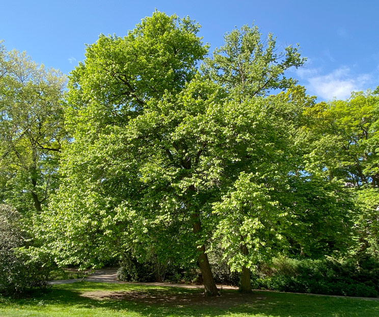 Ansicht einer Baumhasel im Frühling