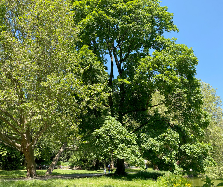 Ansicht eines Bergahorn am Lietzenseeufer im Frühling