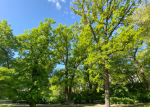 Ansicht einer Gruppe Eichen im Frühling