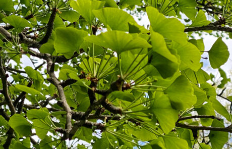 Blick in die Zweige eines GInkgo im Frühling