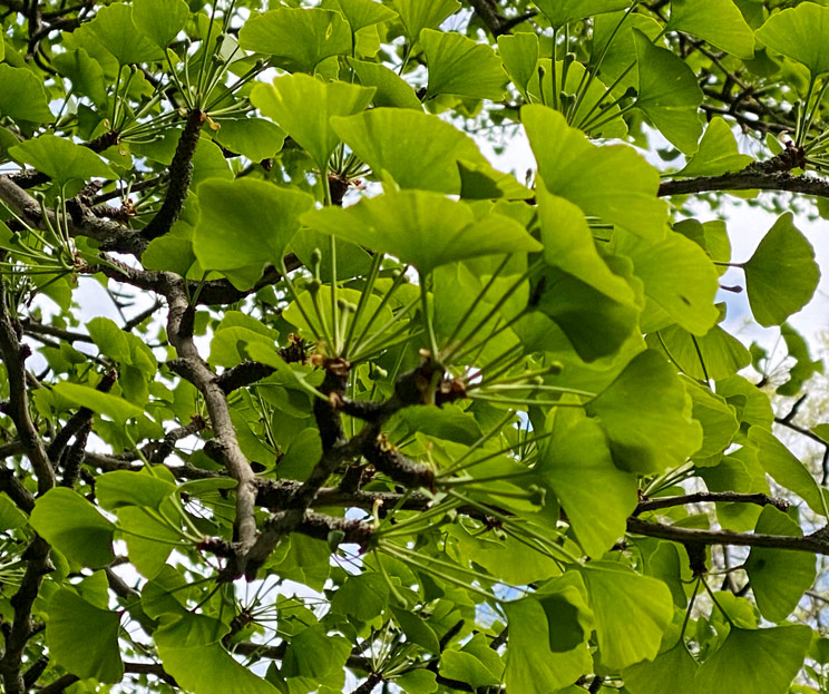 Blick in die Zweige eines GInkgo im Frühling