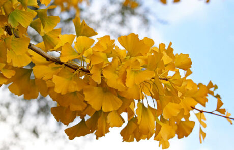 Herbstlaub eines Ginkgo am Baum