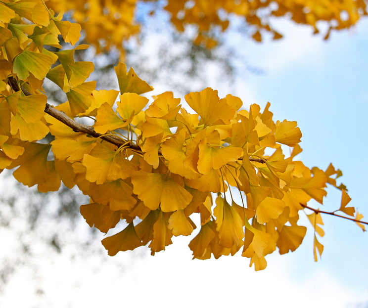 Herbstlaub eines Ginkgo am Baum
