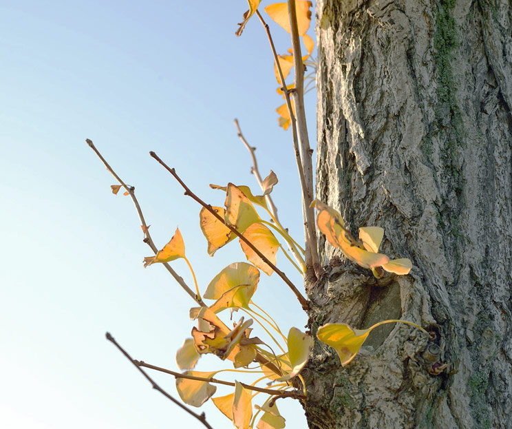 Stamm eines Ginkgo mit Herbstblättern
