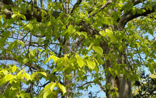 Blick in die Zweige einer Hainbuche im Frühling