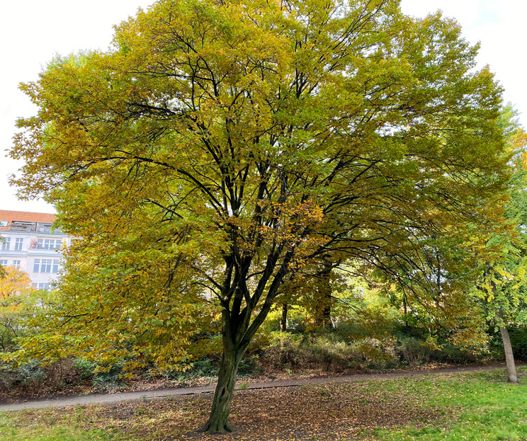 Ansicht einer Hainbuche im Herbst