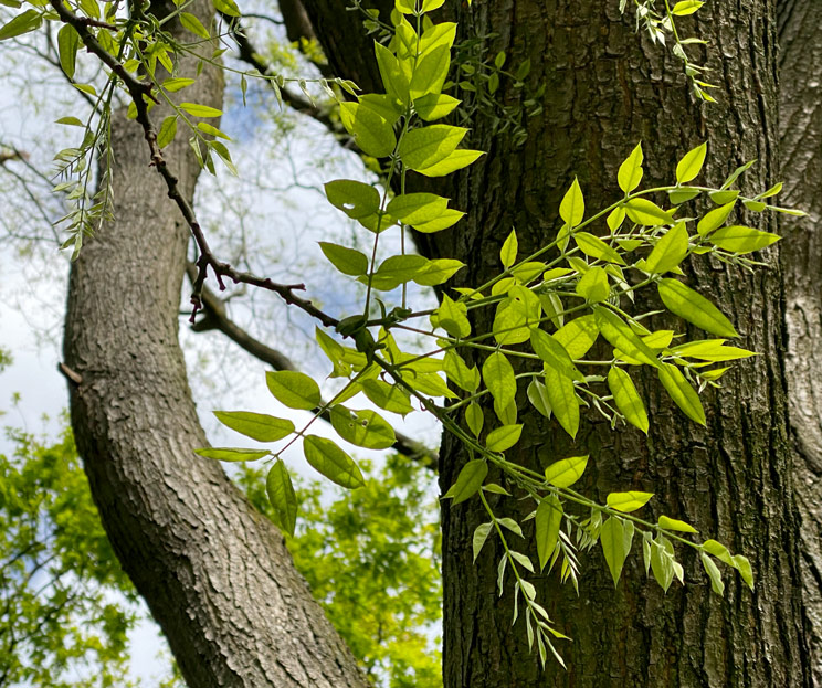 Borke und junge Zweige eines japan. Schnurbaums