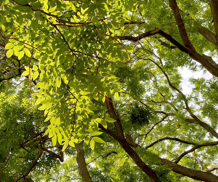 Blick in die Zweige eines japan. Schnurbaums im Frühling