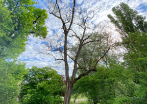 Ansicht einer Robinie im Frühling