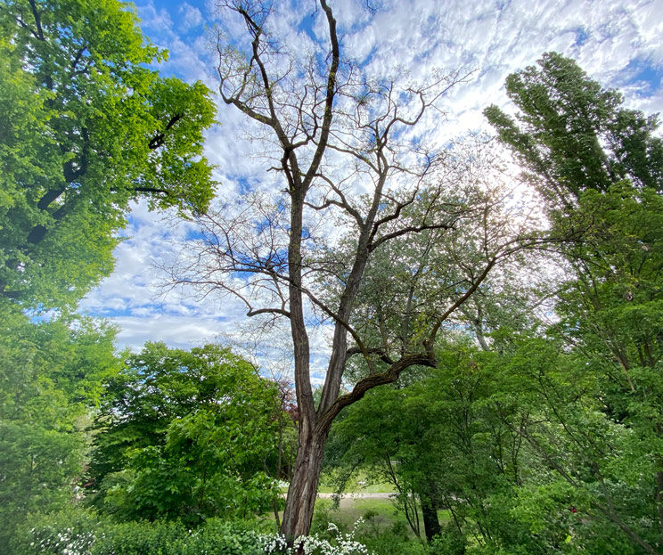 Ansicht einer Robinie im Frühling