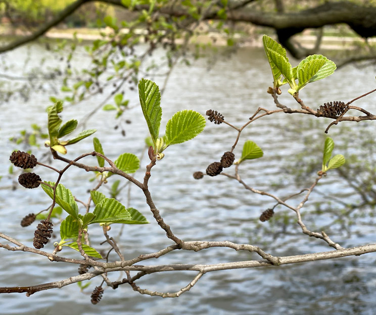 Zweige einer Schwarzerle vorm Lietzensee im Frühling