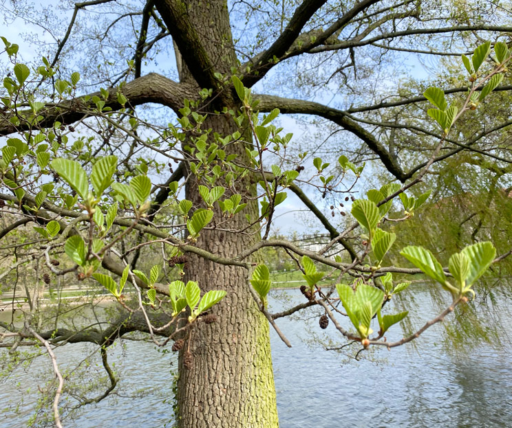 Schwarzerle am Ufer des Lietzensees im Frühling