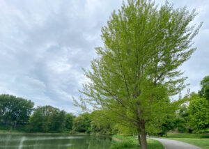 Ansicht einer Schwarzpappel am Lietzenseeufer im Frühling