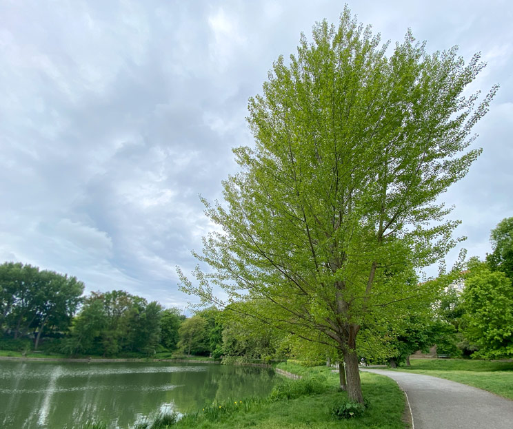 Ansicht einer Schwarzpappel am Lietzenseeufer im Frühling