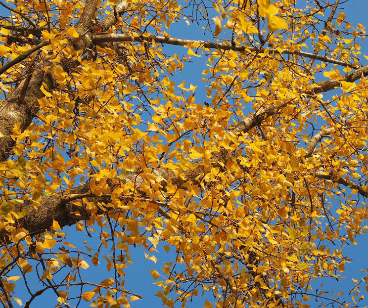 Blick in die Zweige einer Schwarzpappel mit Herbstlaub
