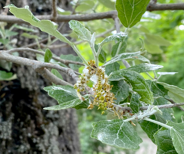 Blüten und Blätter einer Silberpappel am Baum