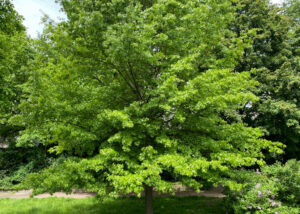 Ansicht einer Sumpfeiche im Frühling