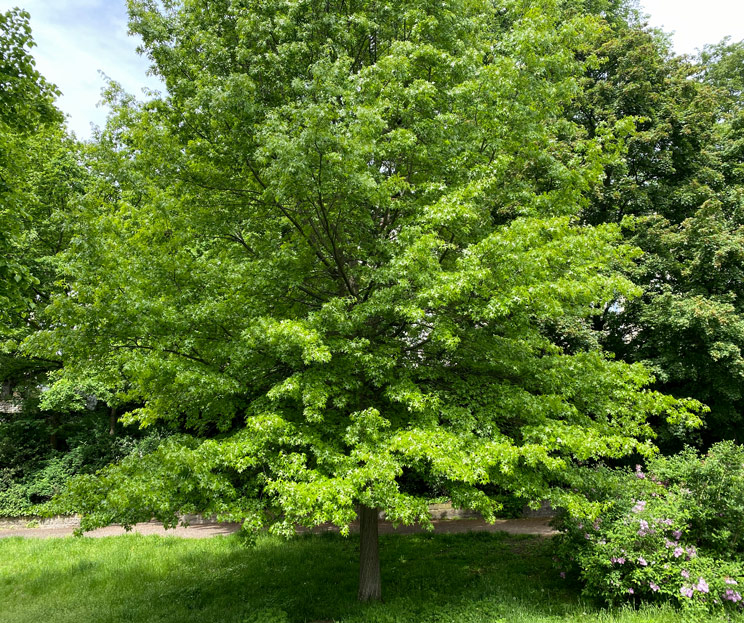 Ansicht einer Sumpfeiche im Frühling