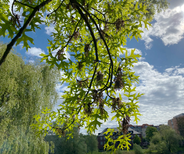 Zweige einer Sumpfeiche im Lietzenseepark