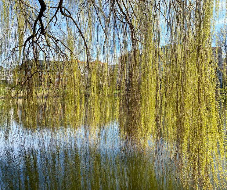 Zweige einer Trauerweide überm Lietzensee im Frühling