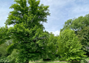 Ansicht einer Winterlinde im Frühling