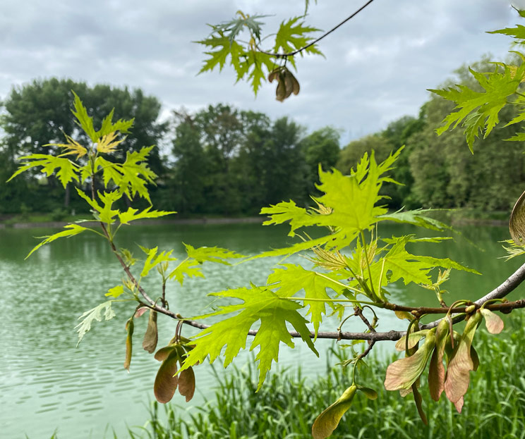 Zweige des geschl. Silberahorn vorm Lietzensee im Frühling