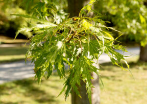 Grüne Blätter des Silberahorn am Baum