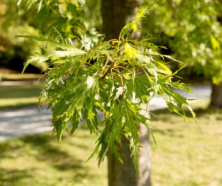 grüne Blätter des Silberahorn am Baum