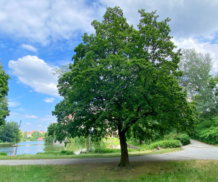 Ansicht eines Feldahorn am Lietzensee im Sommer