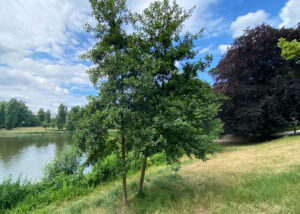 Ansicht zweier Schwarzerlen am Lietzenseeufer im Sommer
