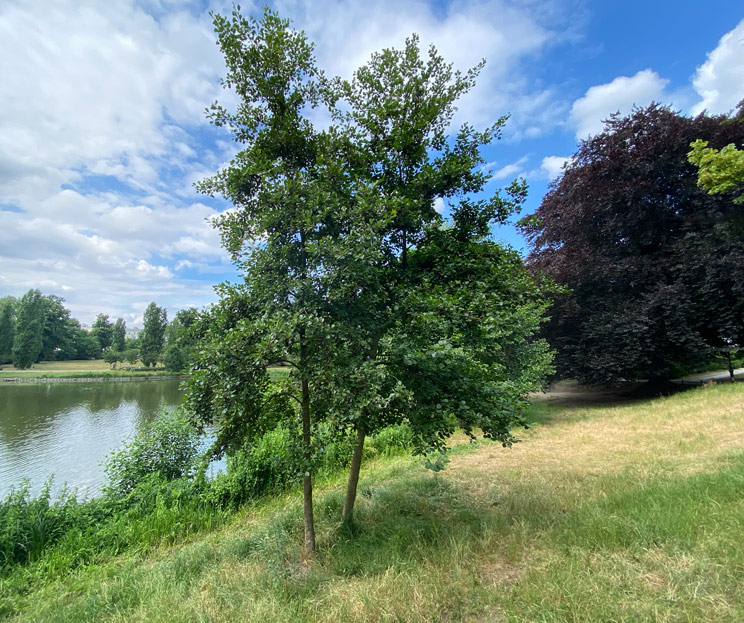 Ansicht zweier Schwarzerlen am Lietzenseeufer im Sommer