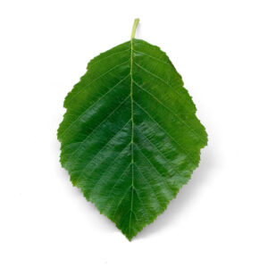 Blatt einer Grauerle